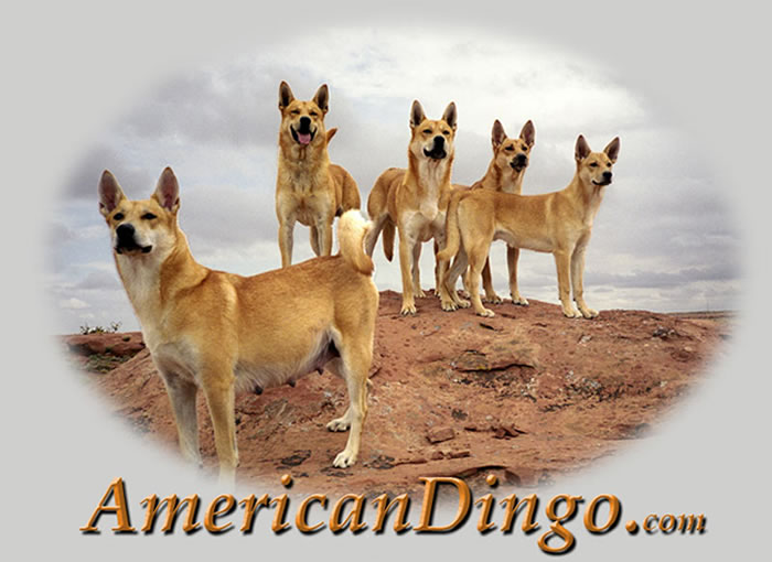 American Dingo Logo