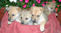 Carolina Puppies Girl #2
