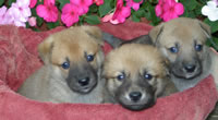 Carolina Male Puppies