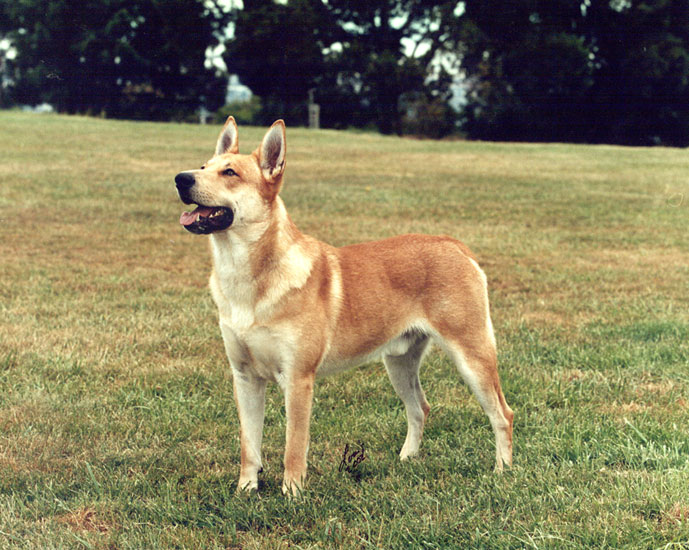 carolina dog hakkında genel bilgiler