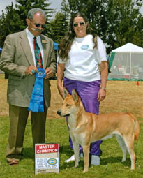 Golden Gate Classic Dog Show