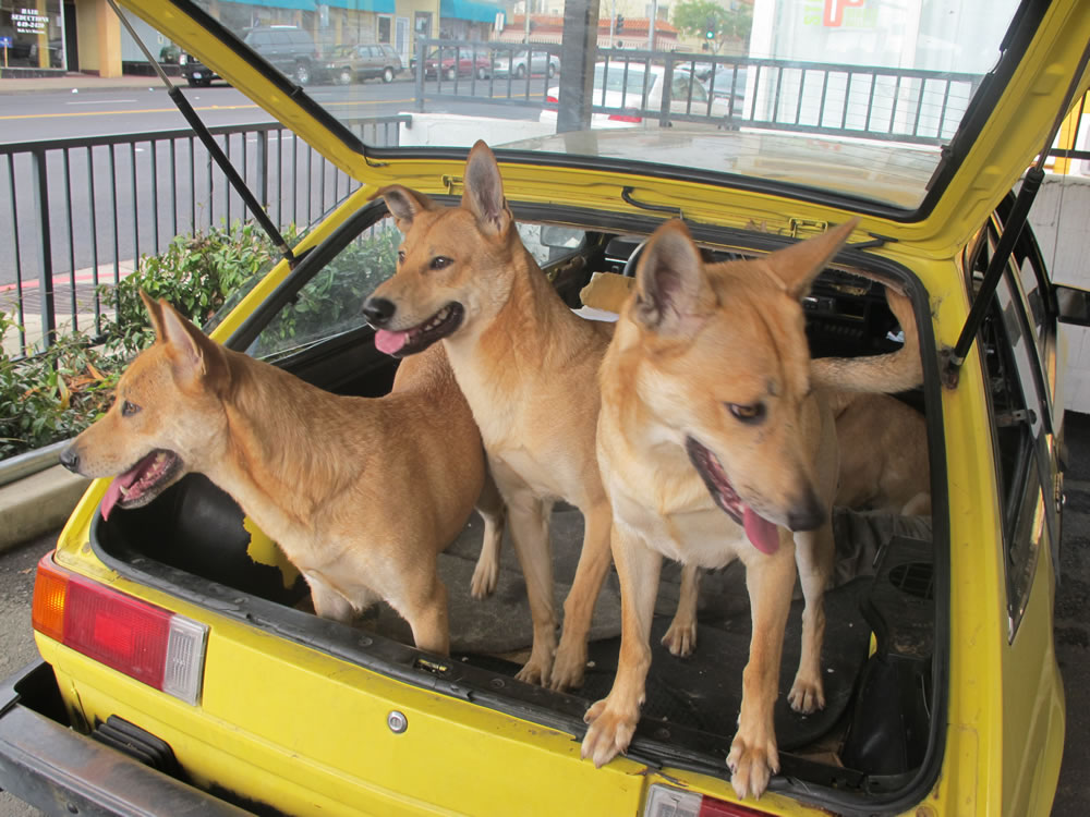 Carolina dingo for best sale sale