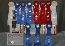 Bear Won Nine Blue Ribbons