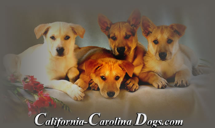 Carolina Puppies Gallery