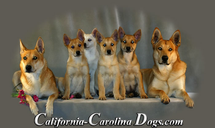California Carolina Dogs Logo