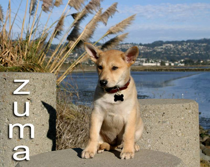 Carolina dog puppies for deals sale